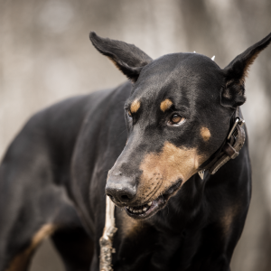 dog bite dog attack Missouri dog bite laws dog bite defense attorney dog bite attorney near me