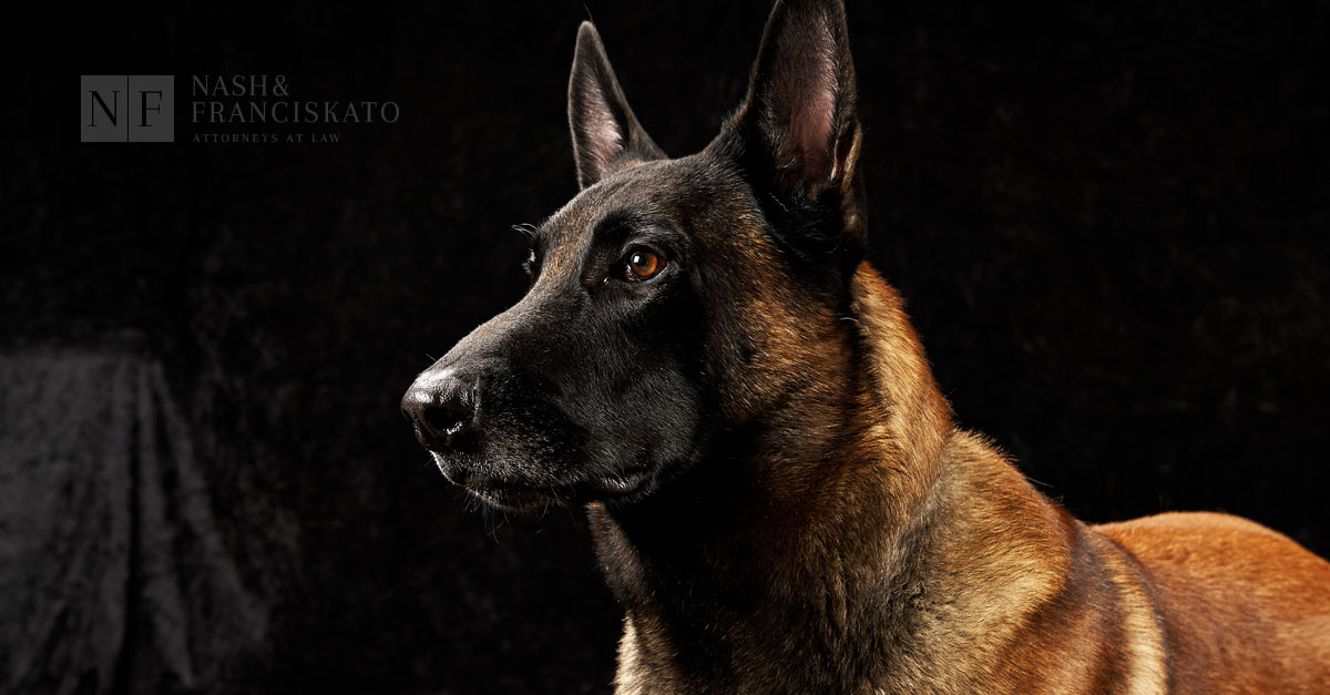 What To Do If You’re Bitten By A Dog