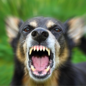 Missouri dog bite laws