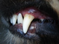 dog fangs dog bites