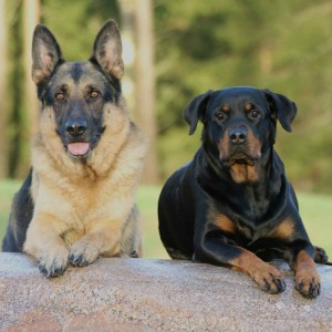dangerous dog breeds