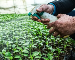 Paraquat Paraquat weed killer weed killer Parkinsons disease