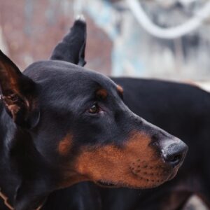 dog bite dog attack Missouri dog bite laws dog bite defense attorney dog bite attorney near me